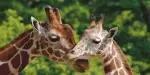 Pombia Safari Park Tickets