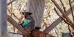 Port Stephens Koala Sanctuary Tickets