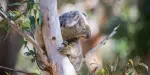 Port Stephens Koala Sanctuary Tickets