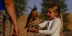Dubai Falconry Safari Tours