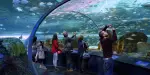 Ripley's Aquarium of Canada Tickets