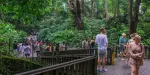 Sacred Monkey Forest Sanctuary Tickets