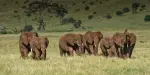 San Diego Zoo Safari Park Tickets