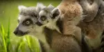 San Diego Zoo Safari Park Tickets
