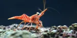 SEA LIFE Grapevine Aquarium Tickets