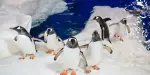 SEA LIFE Kelly Tarlton's Aquarium Auckland Tickets