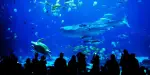 SEA LIFE Kelly Tarlton's Aquarium Auckland Tickets