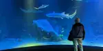 SEA LIFE Melbourne Aquarium Tickets