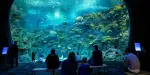 Seattle Aquarium Tickets