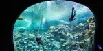 Seattle Aquarium Tickets