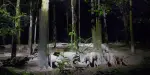 Night Safari Singapore Tickets