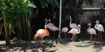 Penang Bird Park Tickets