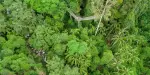Tamborine Rainforest Skywalk Tickets