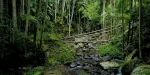 Tamborine Rainforest Skywalk Tickets