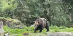 Woodland Park Zoo Tickets