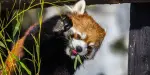 Wilder Institute Calgary Zoo Tickets