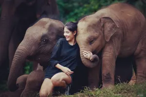 Elephant Jungle Sanctuary Chiang Mai Tours