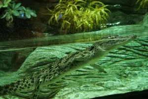 Sevilla Aquarium Tickets