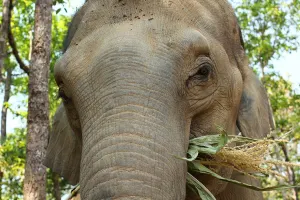 Elephant Jungle Sanctuary Chiang Mai Tours