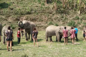 Elephant Jungle Sanctuary Chiang Mai Tours