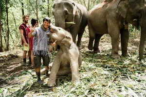 Elephant Jungle Sanctuary Chiang Mai Tours
