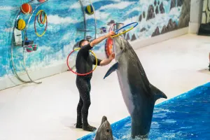 Dubai Dolphinarium Tickets