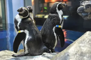 Enoshima Aquarium Tickets