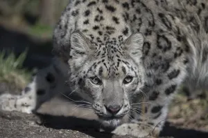 Central Park Zoo Tickets