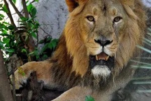Bioparco di Roma Tickets
