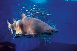 Sevilla Aquarium Tickets