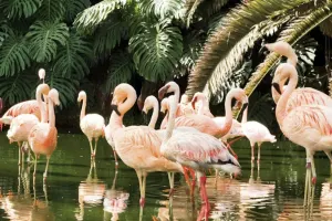 Loro Parque Tickets