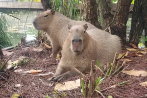 Gatorland Orlando Tickets
