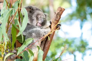 Dreamworld Australia Tickets