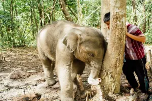 Elephant Jungle Sanctuary Chiang Mai Tours