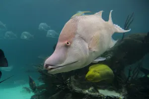 New York Aquarium Tickets