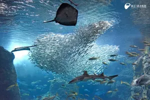Enoshima Aquarium Tickets