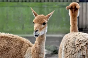 Bioparco di Roma Tickets