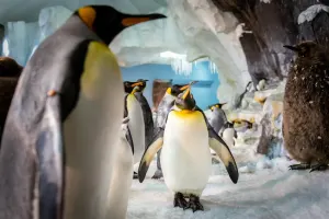 SeaWorld Orlando Tickets