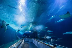 Aquarium of the Bay Tickets