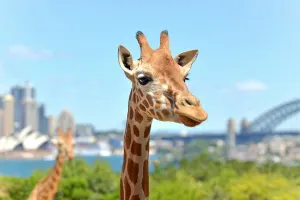 Taronga Zoo Sydney Tickets