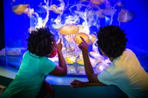 Aquarium of the Pacific Tickets