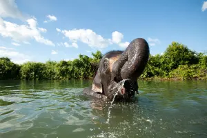 Elephant Jungle Sanctuary Chiang Mai Tours