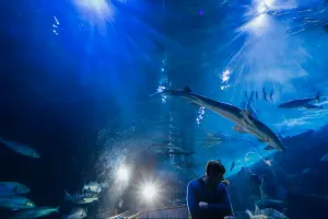 Aquarium of the Bay Tickets