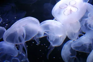 Aquarium of the Bay Tickets