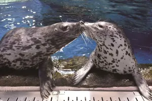 Enoshima Aquarium Tickets