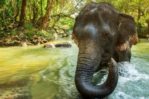 Elephant Jungle Sanctuary Chiang Mai Tours