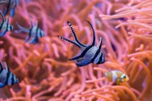 Sevilla Aquarium Tickets