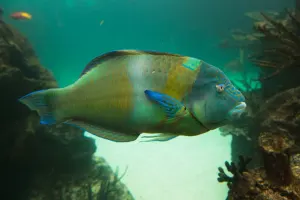 New York Aquarium Tickets