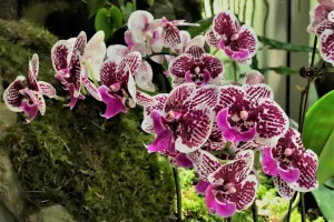 National Orchid Garden Tickets