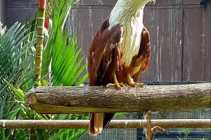 Penang Bird Park Tickets